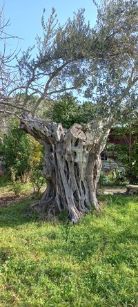 olijfboom van 400 jaar oud
